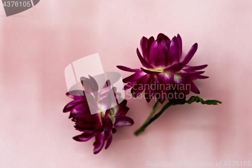 Image of Two dark pink flower heads of everlasting flowers (strawflowers)