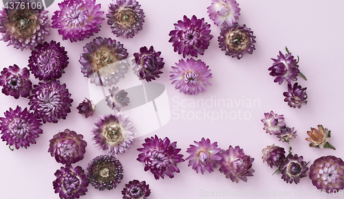 Image of Pink and violet flower heads of everlasting flowers (strawflower