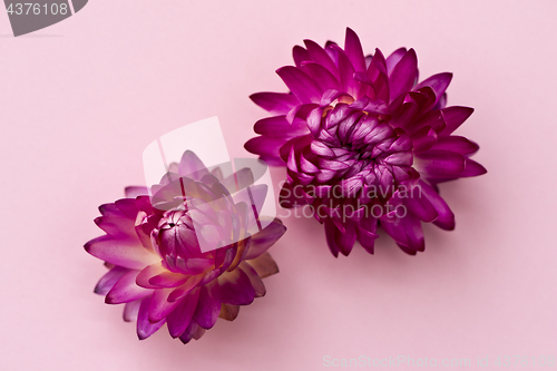 Image of Two dark pink flower heads of everlasting flowers (strawflowers)