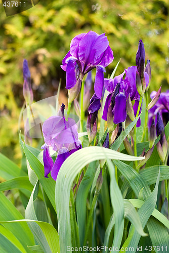 Image of Iris