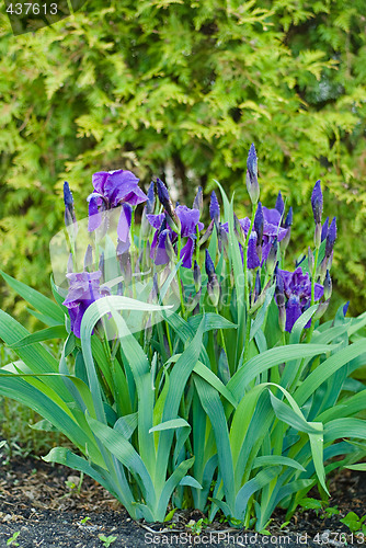 Image of Iris