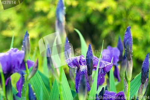 Image of Close-up Iris