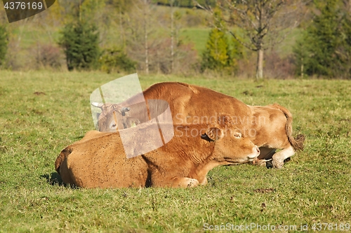 Image of Cows resting in grass