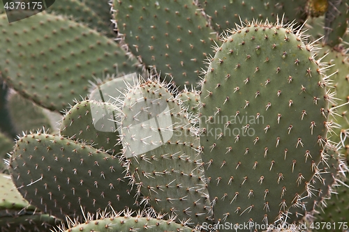 Image of Cactus plant detail
