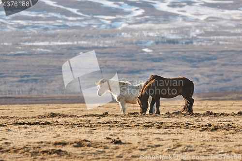 Image of Horse grazing in Iceland