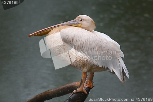 Image of Pelican near a lake