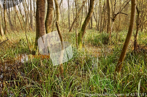 Image of Swamps with trees