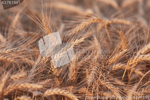 Image of Wheat field detail