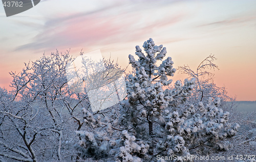 Image of Cold winter morning, dawn: white frozen trees full of snow and pink clouds, G&#246;teborg, Sweden