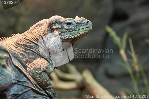 Image of Iguana resting position