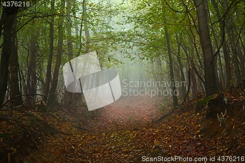 Image of Forest path in mist