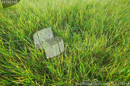 Image of Green Grass Field