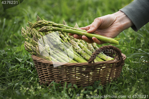 Image of Asparagus