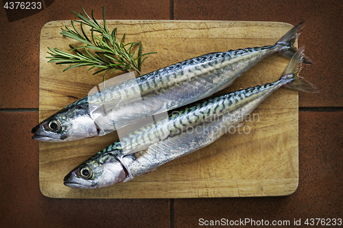 Image of Fish mackerel