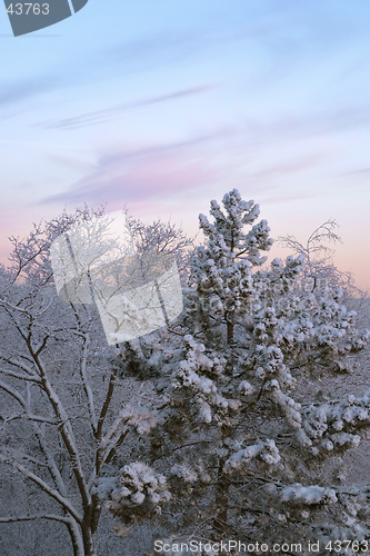 Image of Cold winter morning, dawn: white frozen trees full of snow and pink clouds, G&#246;teborg, Sweden