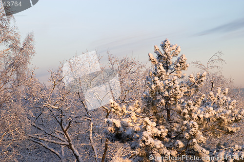 Image of Cold winter morning, sunrise: white frozen trees full of snow and blue sky, G&#246;teborg, Sweden