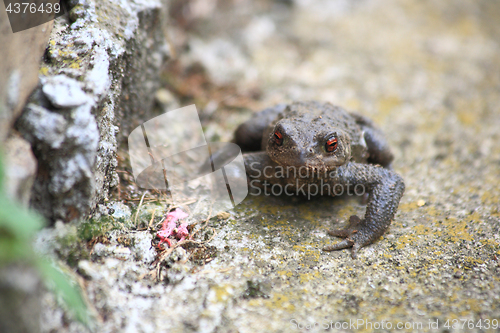 Image of Toad on the rock