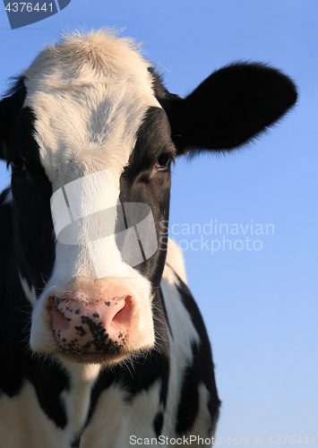 Image of Portrait of Holstein cow