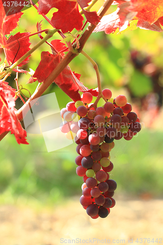 Image of Grape vines at harvest time