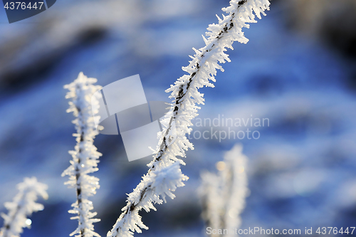 Image of Hoar Frost on a Plant