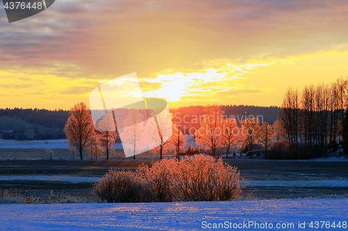 Image of Glowing Trees at Winter Sunset