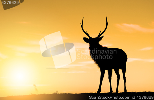 Image of Deer Buck standing on highland under sunset