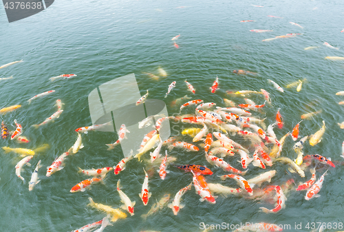 Image of Koi fish swim on the pond