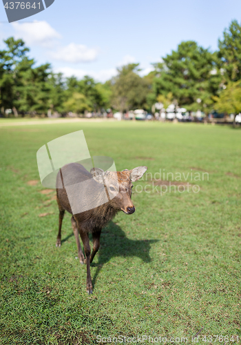 Image of Young Red deer