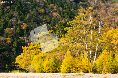 Image of Beautiful autumn forest