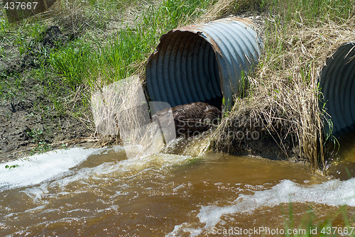 Image of Beaver