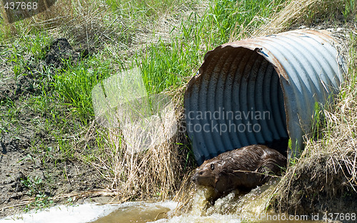 Image of Brown Beaver