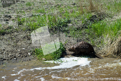 Image of Beaver