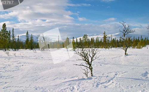 Image of Snow and winter, cold plateau and frozen withered tree, V&#229;l&#229;dalen, north Sweden