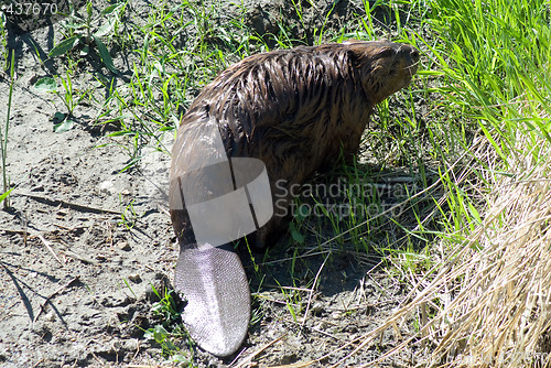 Image of Close-up Beaver