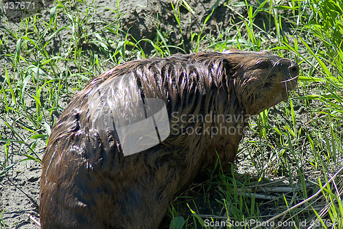 Image of Close-up Beaver