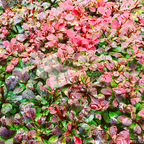 Image of Colorful autumn bush in rain drops