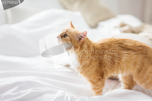 Image of red tabby cat at home in bed