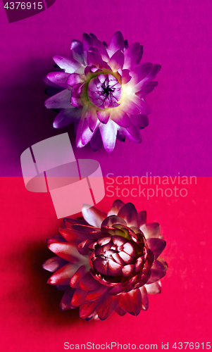 Image of Two flower heads of everlasting flowers (strawflowers). Top view