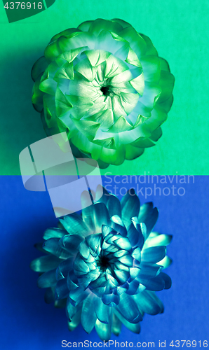 Image of Two flower heads of everlasting flowers (strawflowers). Top view