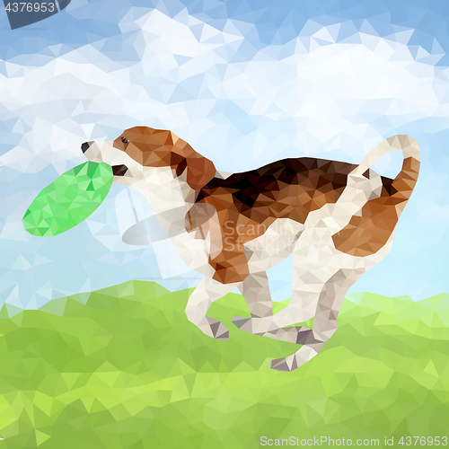 Image of Poly Dog Outdoors-06