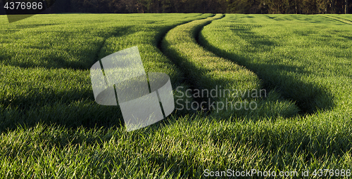 Image of Green field in spring