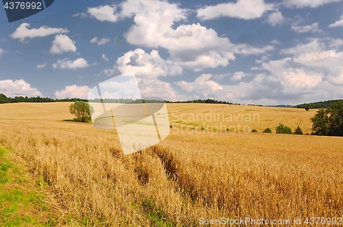 Image of Wheat field detail