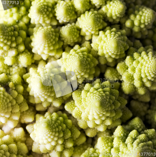 Image of Detail of Romanesco broccoli, also known as Roman cauliflower