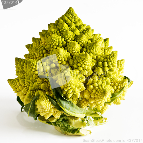 Image of Romanesco broccoli on a white background