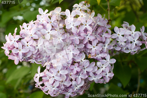 Image of Lilacs