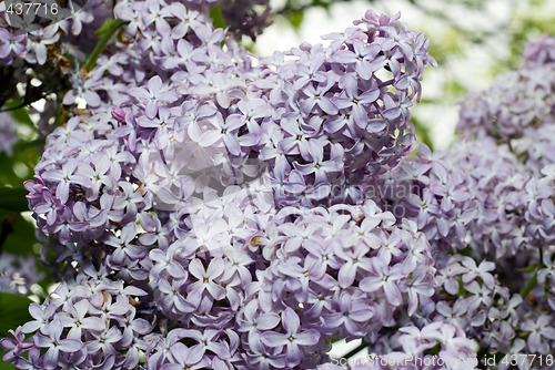 Image of Lilac Bush