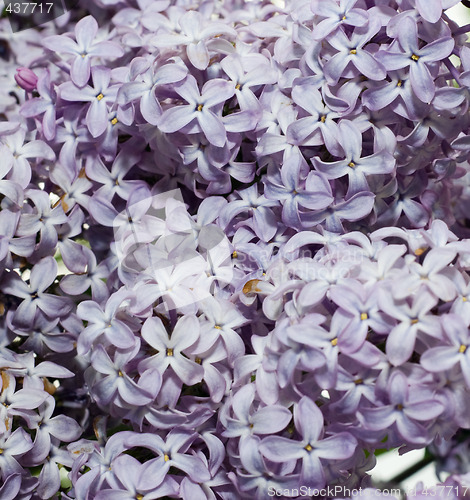 Image of Lilac Background