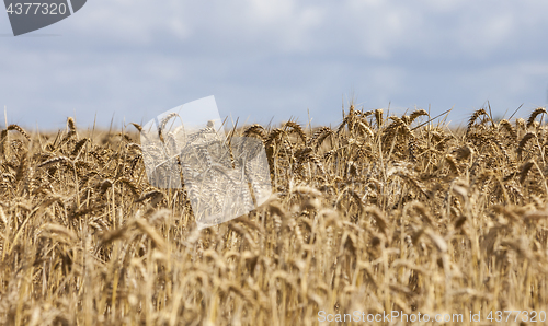 Image of Field of Cereals