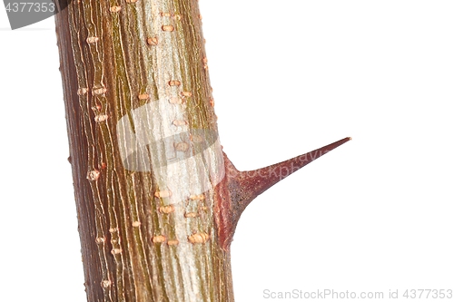 Image of Thorns of a plant