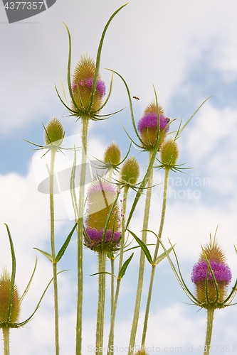 Image of Wild plant, teasel